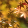 輝く
