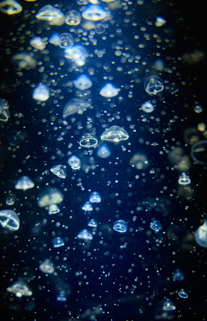 jellyfish
