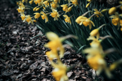 narcissus