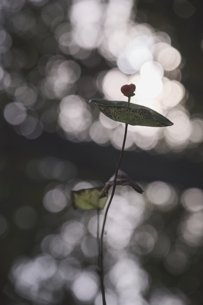 last dance