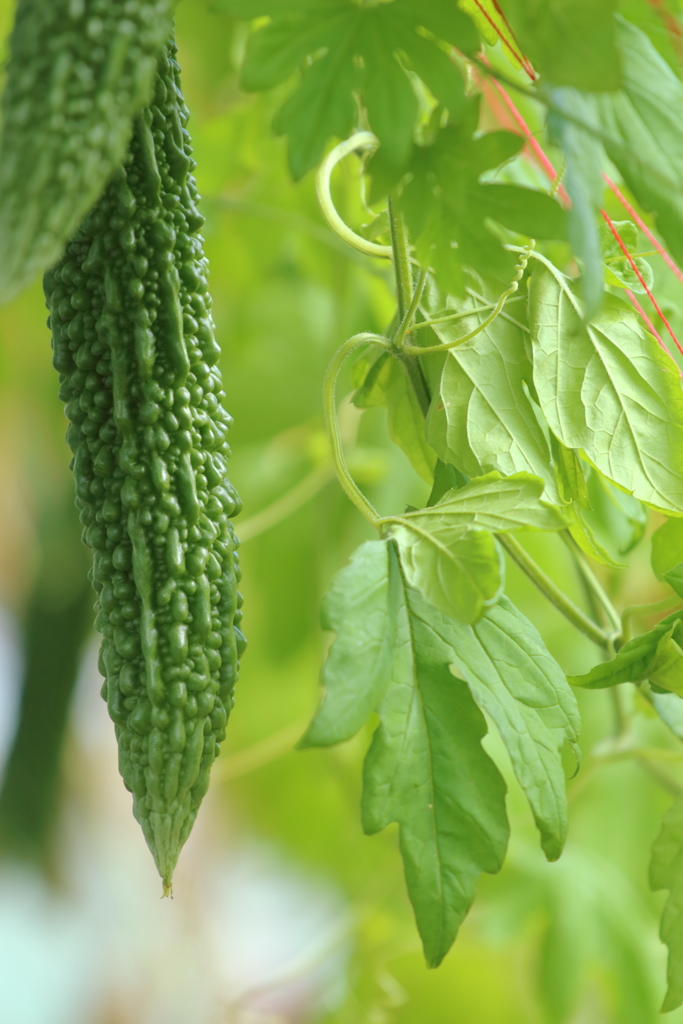 夏野菜