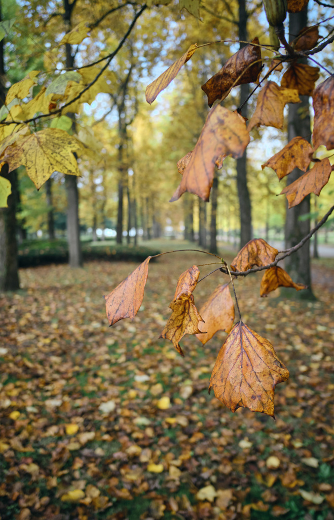 leaf