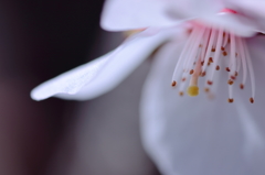 桜色