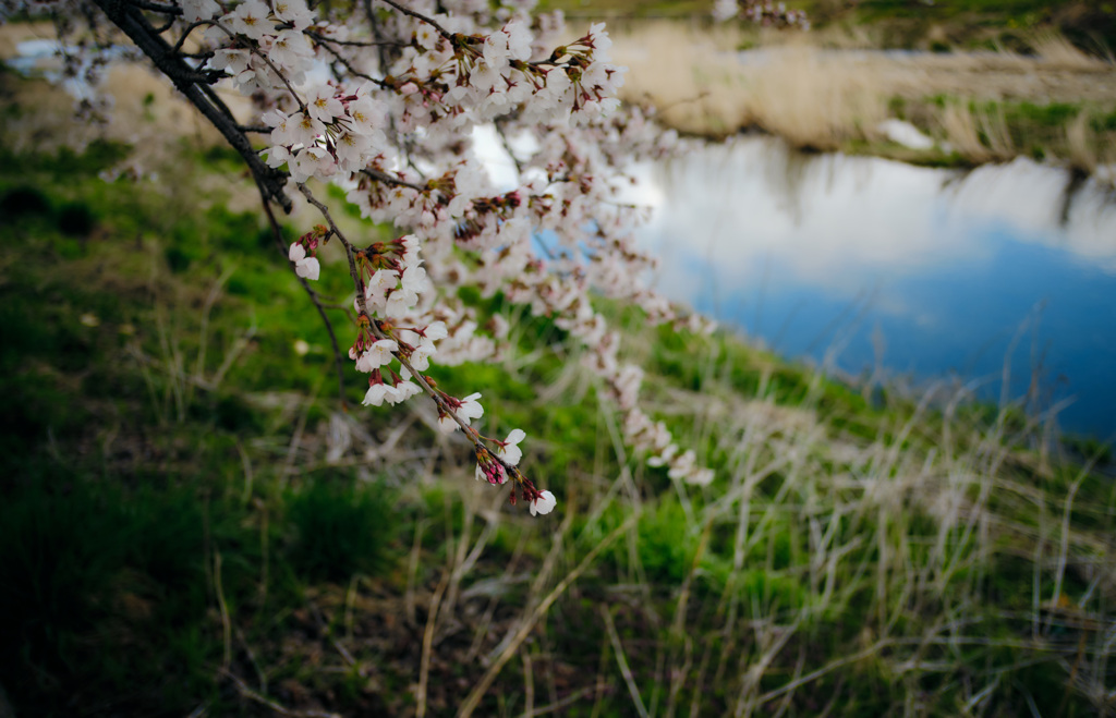 sakura