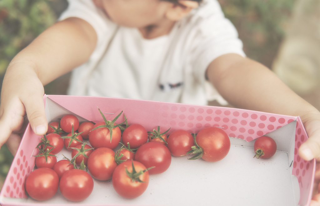 tomato