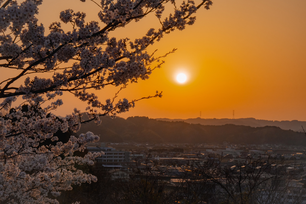 朝日山の桜と夕陽