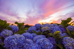 天空に咲く花