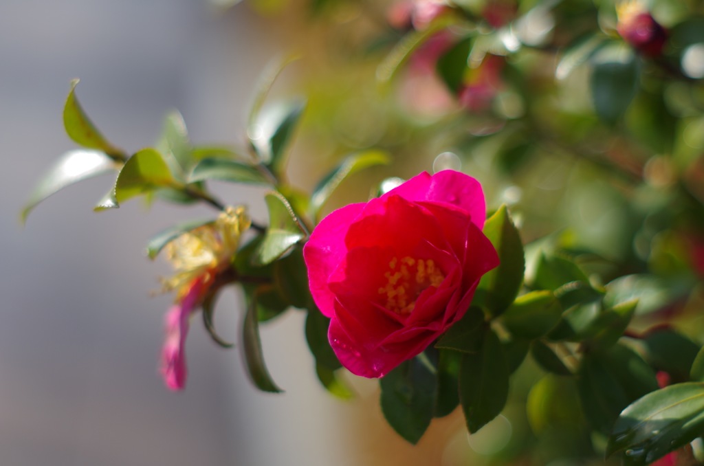 通りすがりに椿