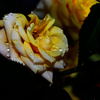 薔薇②