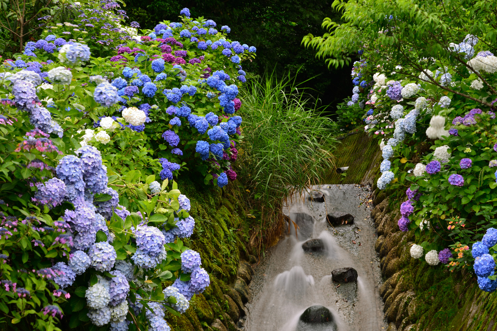 狭霧神社　紫陽花