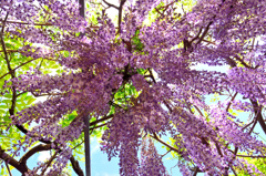 和気公園藤祭り