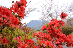 ツツジと桜島～蔵出し