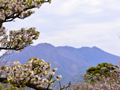 桜島～　蔵出しです。