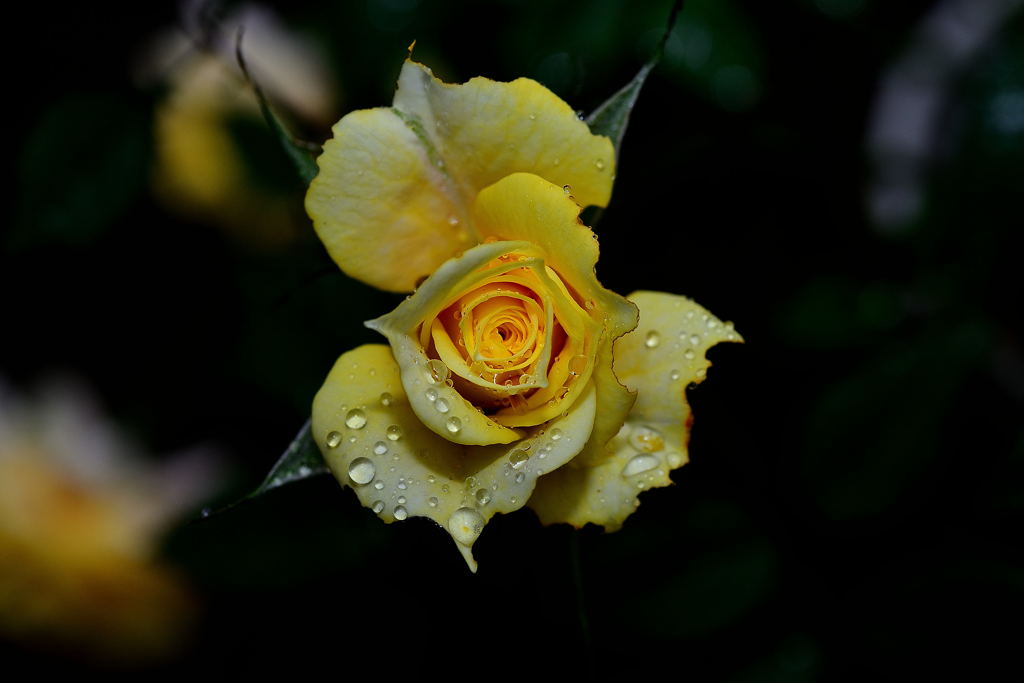 薔薇③