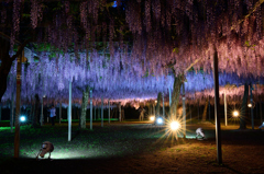 和気公園藤祭り