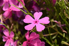 芝桜