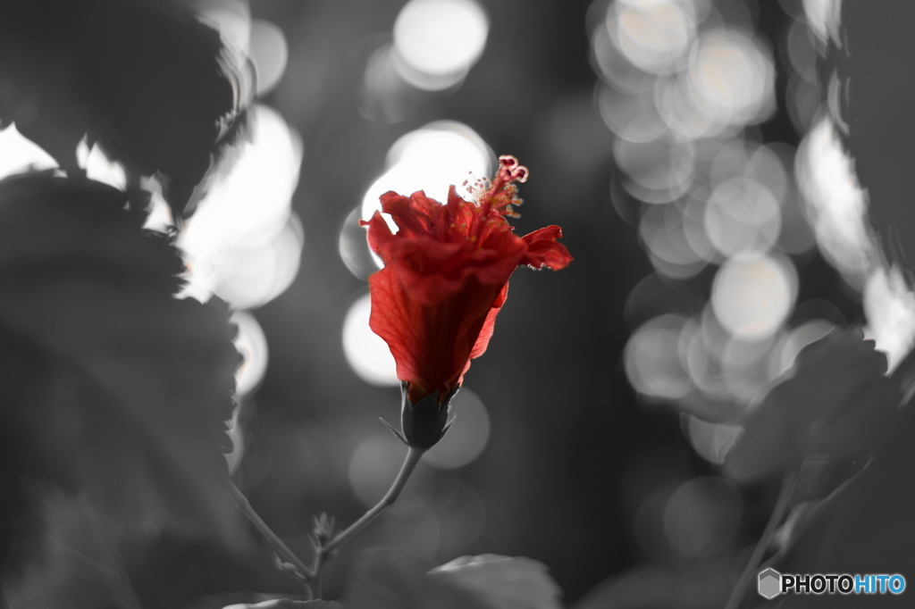 紅