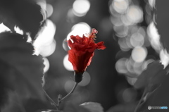 紅