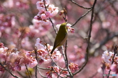 ウメとメジロ