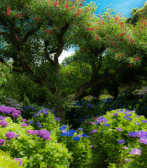 能古島　紫陽花