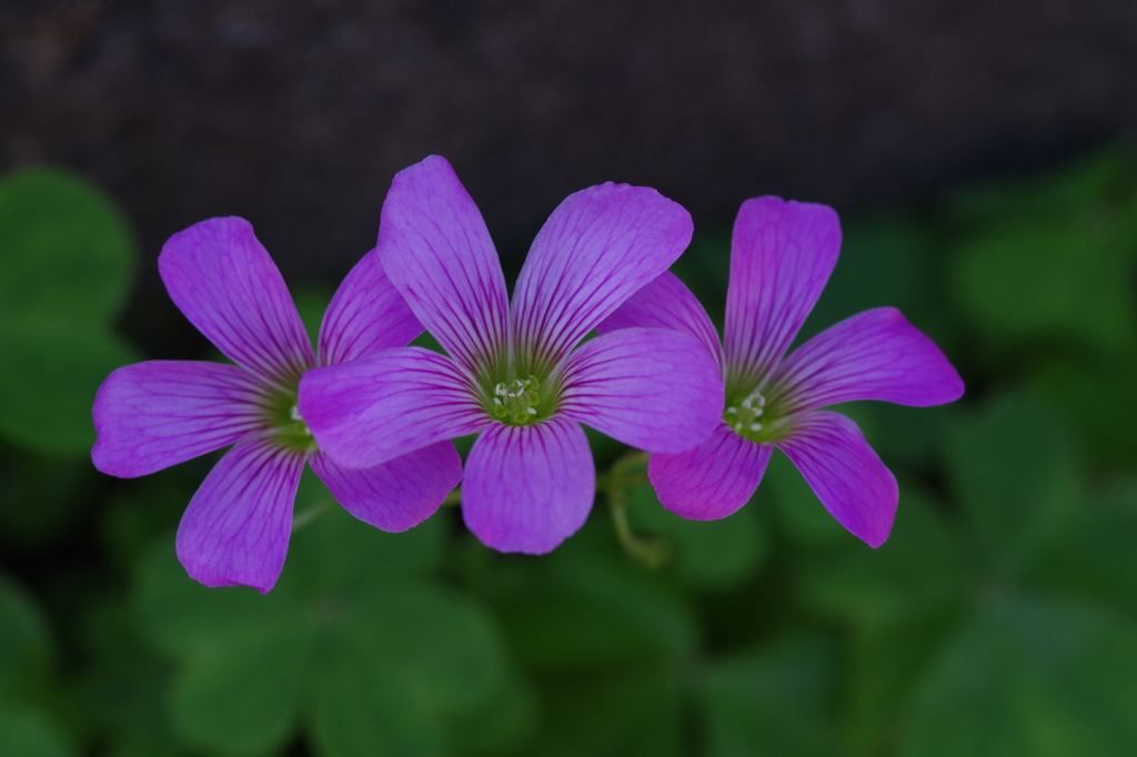 昨日の花12の今日
