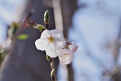 春 (2)