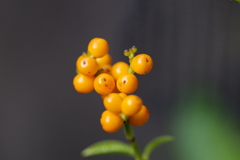 黄色のセンリョウ