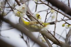昨日の野鳥 (3)