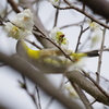 昨日の野鳥 (3)