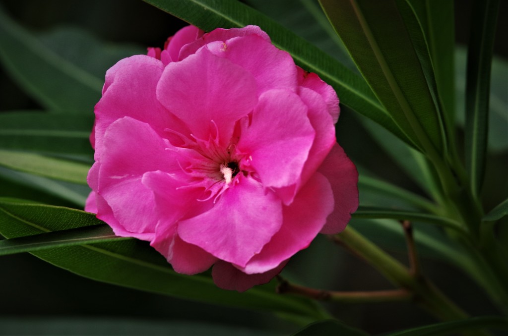 キョウチクトウ