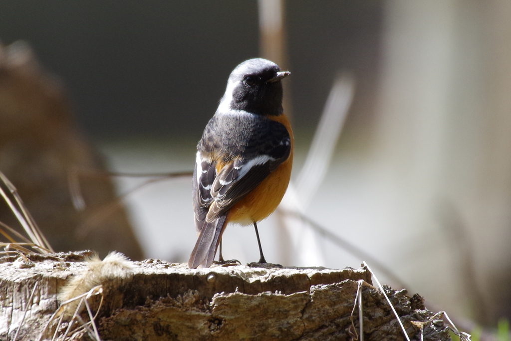 昨日のジョビ君 (3)