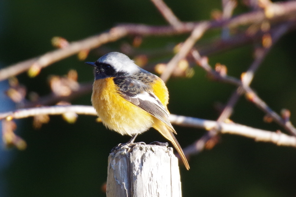 昨日のジョウビちゃん (1)
