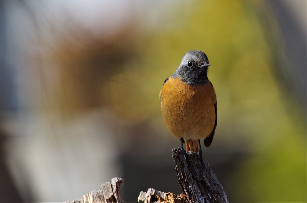 昨日のジョビ君 (4)
