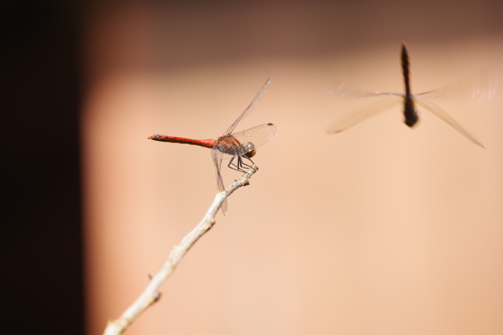 赤トンボ (2)