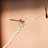 赤トンボ (2)