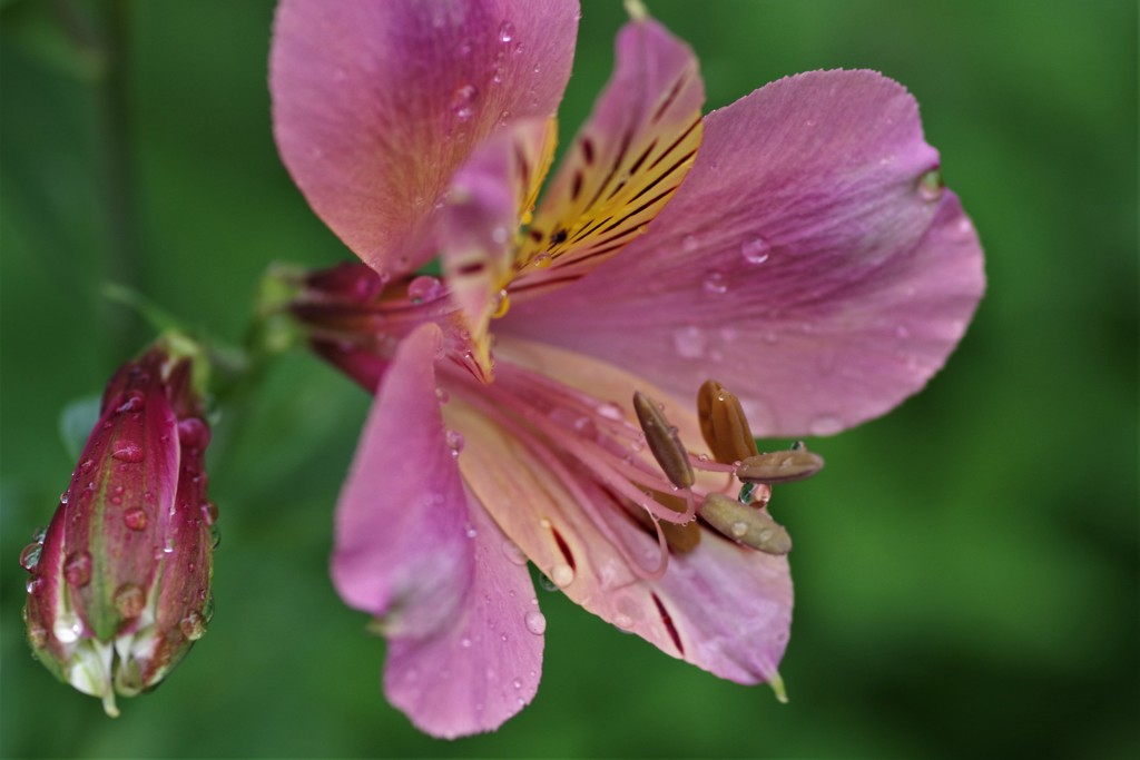 雨のアルストロメリア