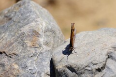 テングチョウでしょうか・・・ (2)