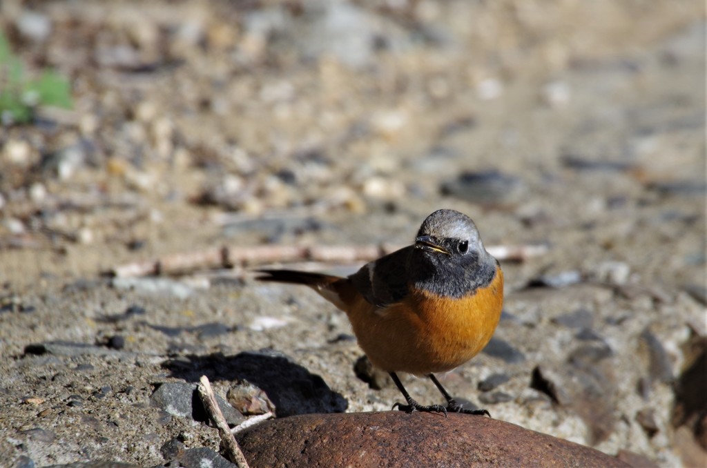 六日前のジョビ君 (1)