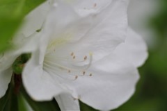 春色 (1)