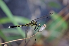 今日のトンボ (3)