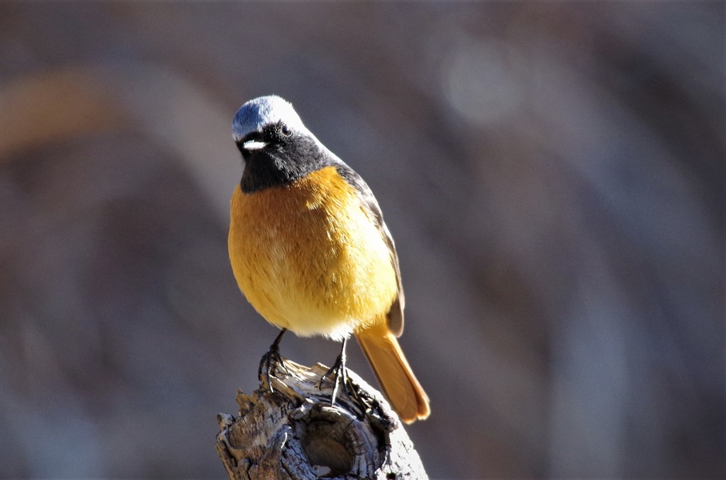昨日のジョビ君 (1)