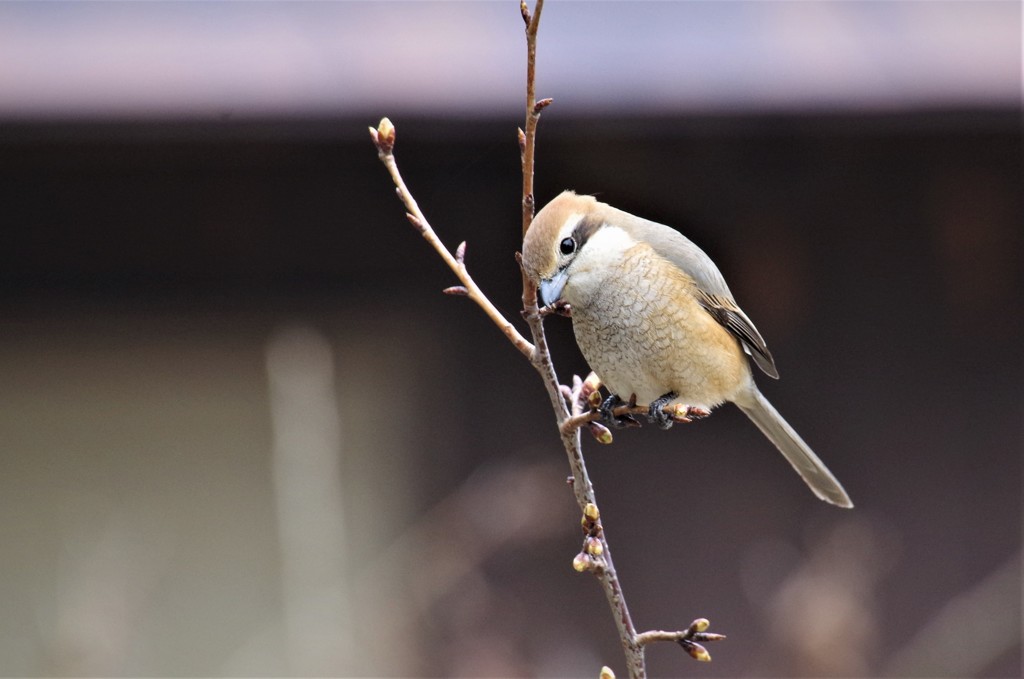 一昨日のモズ (3)