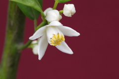 家のみかんの花