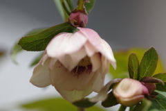 クリスマスローズのつぼみ