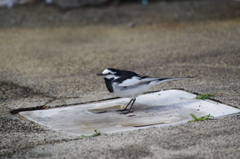 セキレイちゃん (1)