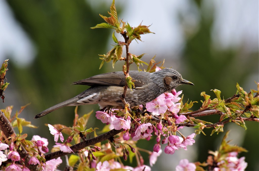 ヒヨドリと河津桜 (2)