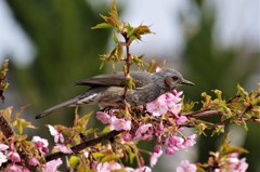 ヒヨドリと河津桜 (2)