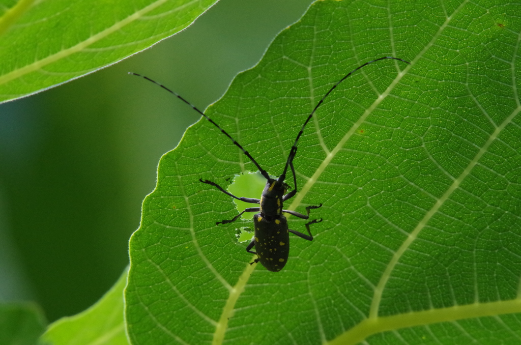 いっぱい食べるぞぉー