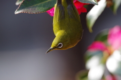 昨日のメジロ (3)