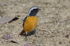 昨日のジョウビちゃん (1)